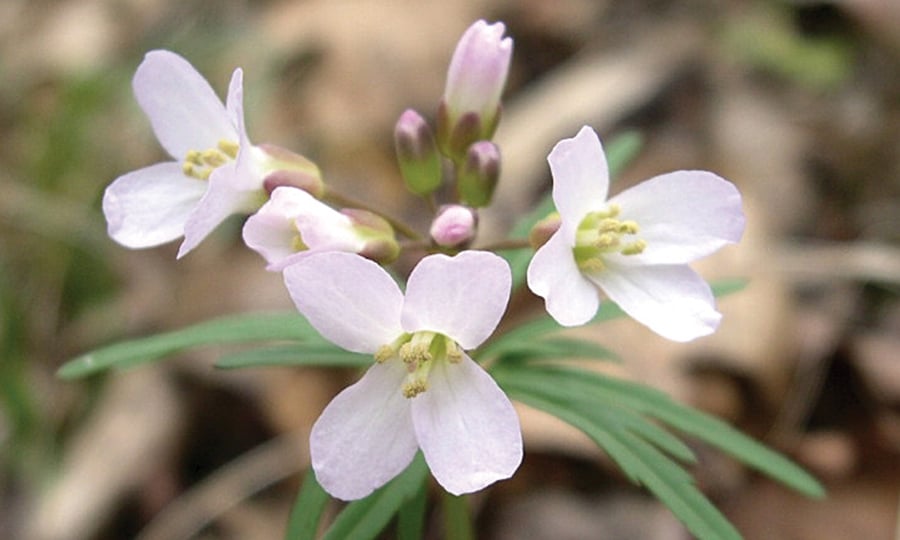 White flowers with four petals.