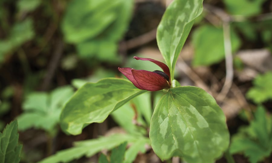Three maroon petals grow between three mottled green leaves.