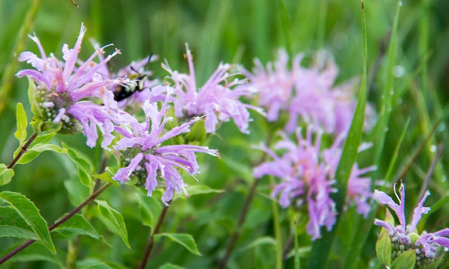Purple flowers bloom in a forest.