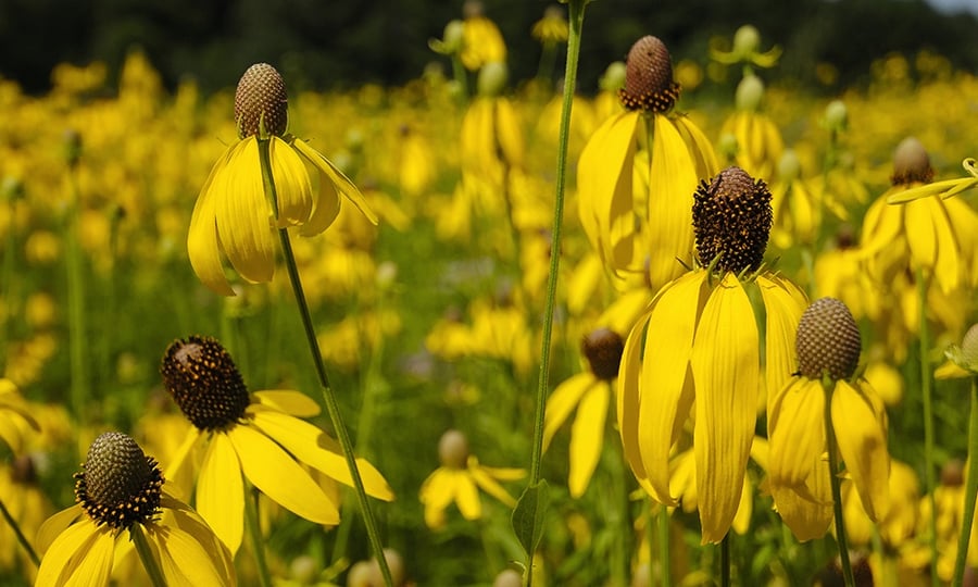 A field of yellow flowers with droopy petals.