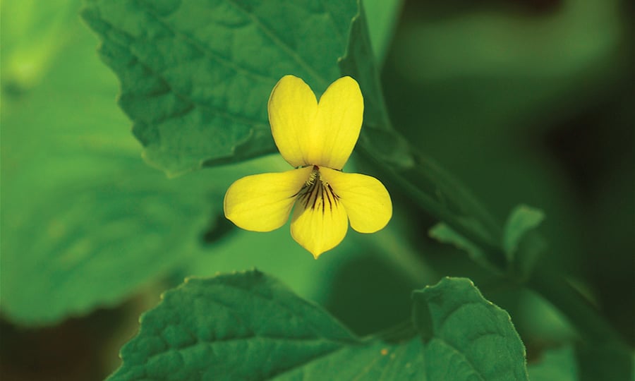 Five petals of a Yellow violet bloom from a leafy stem.