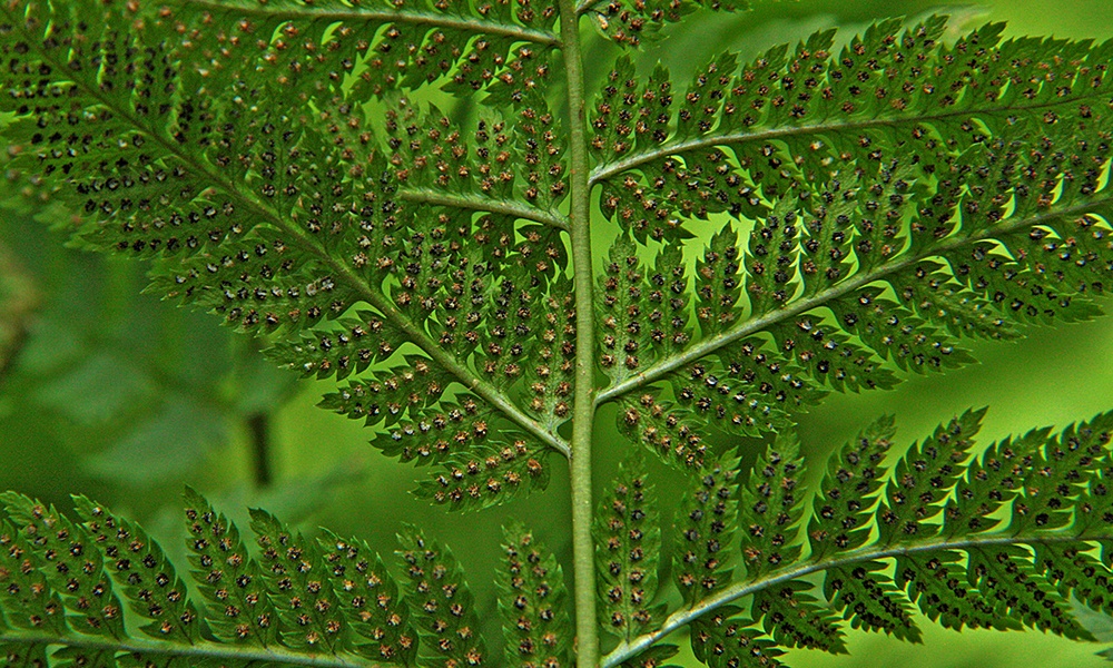 ferns plants