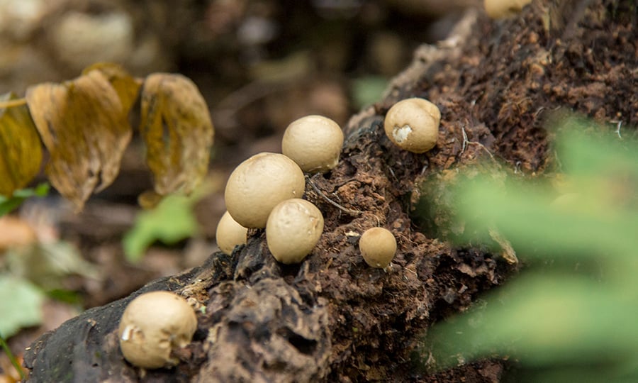 Tan circular mushrooms grow on a tree branch.