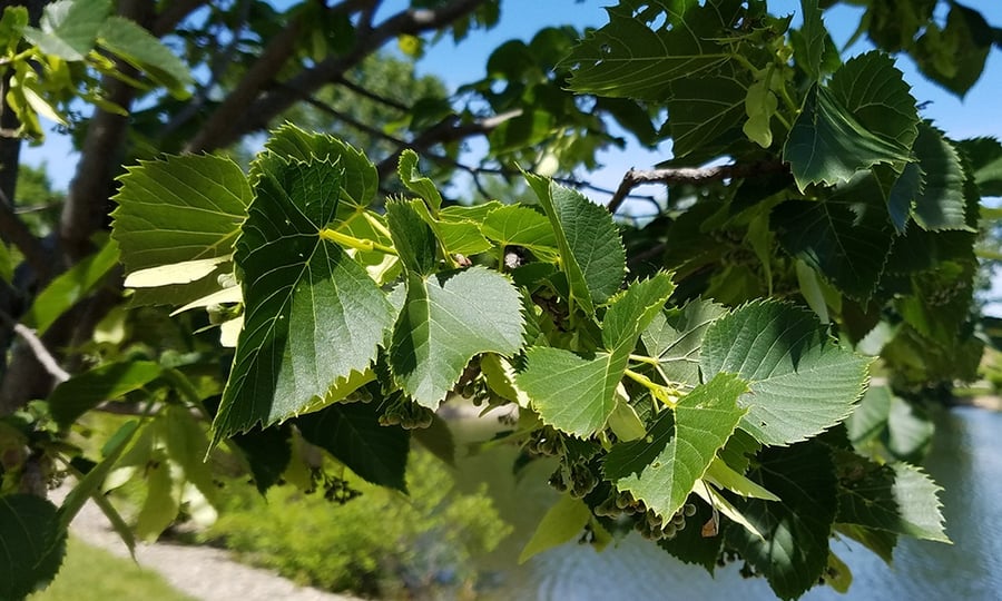 Green leaves of an American Basswood are illuminated by sunlight.