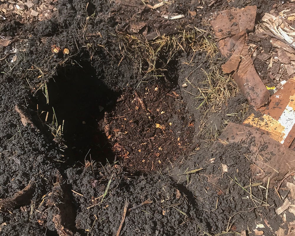 Hole-dug-with-compost