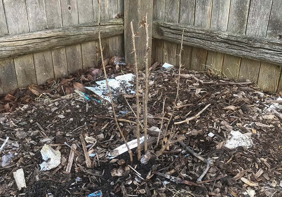 A shrub is planted in the corner of yard.