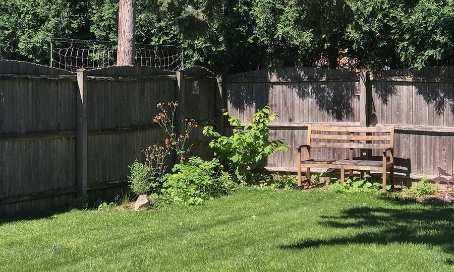 Backyard shrubs in bloom are illuminated in sunlight.