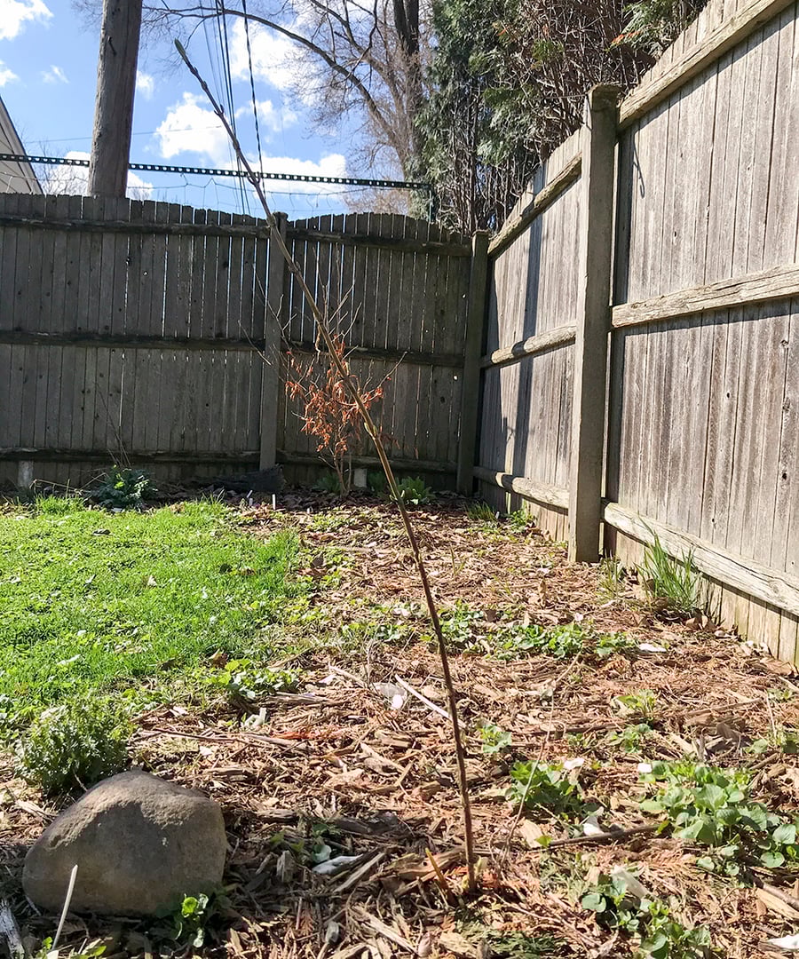 A young wild hydrangea grows from mulch in a fenced-in backyard.