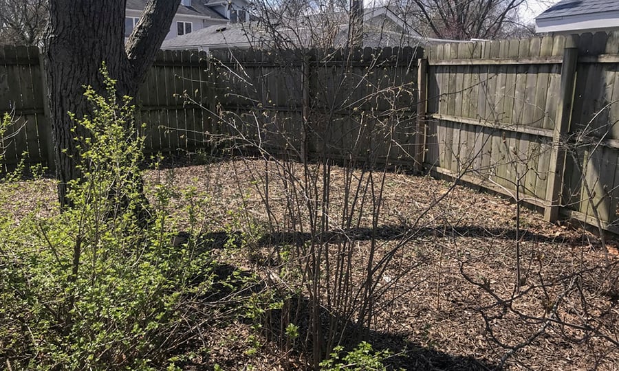 Shrubs blooming and budding in a suburban backyard.