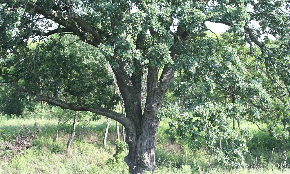 bur-oak