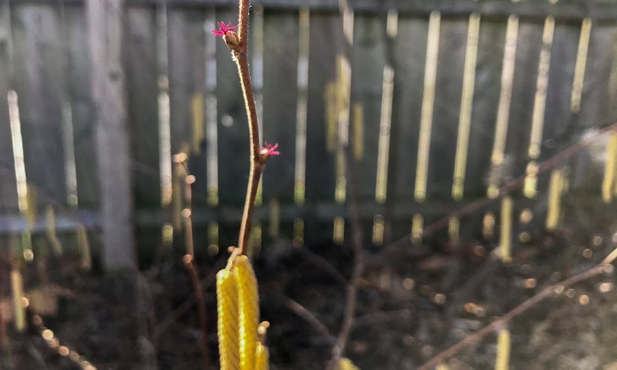 Pink flowers emerge from an American Hazelnut.