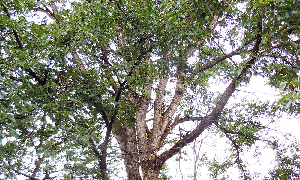Plants Wildlife Plants Trees Shrubs Common Trees