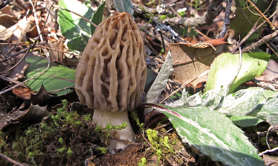A cone-shaped morel mushroom grows near green leaves and mud on a forest floor.