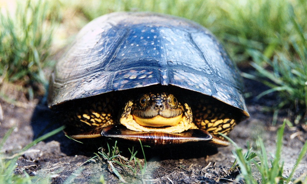 blandings-turtle-adult-drawn-into-shell