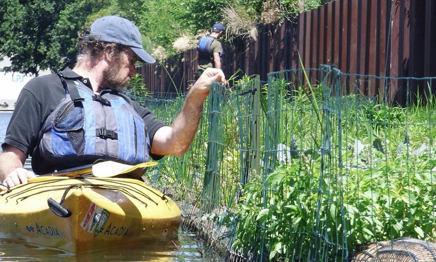 A kayaker inspects a portion of the floating wetland.