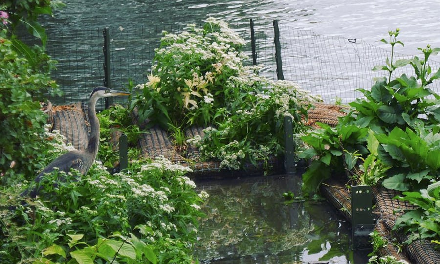 A heron stops for a rest in a newly constructed wetland.