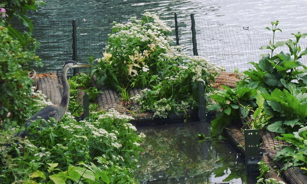 Wild-Mile-Urban-Rivers-heron