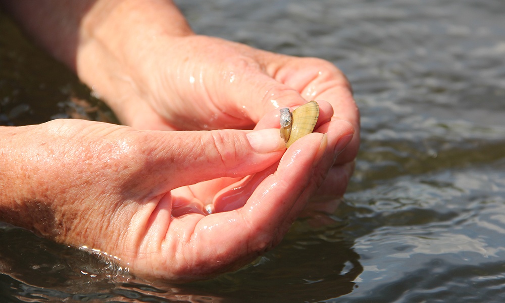 mussel-in-hand-river