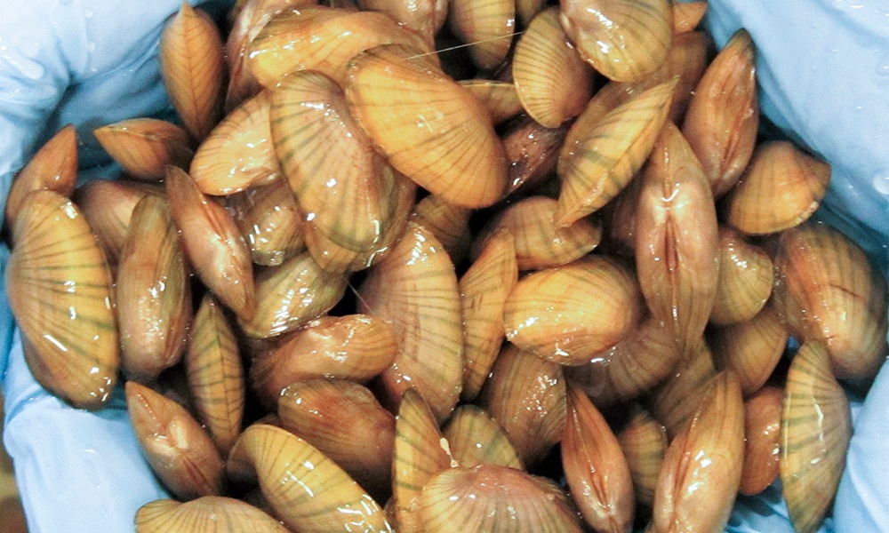 sub-adult-mussels