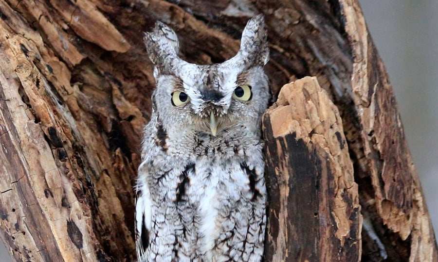 A white and grey ow is perched on a weathered tree.