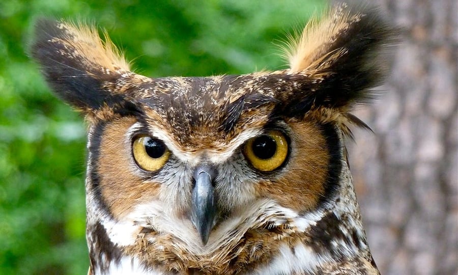 A mottled great horned owl has large yellow eyes and a brown facemask.