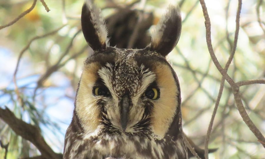 A Long-eared owl's ear's stick straight up from their head like a rabbit.