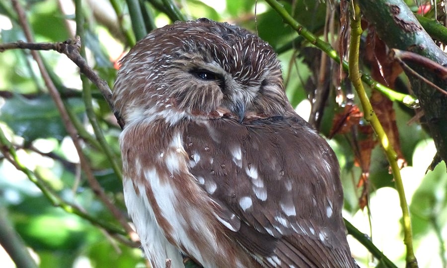 A brown owl looks to its left and tucks its chin.