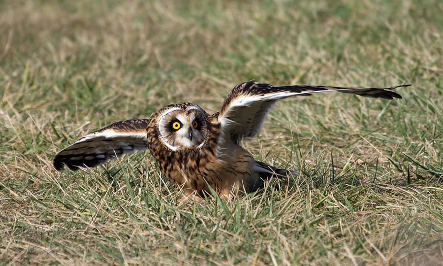 A short-eared owl spreads as wings to take flight.