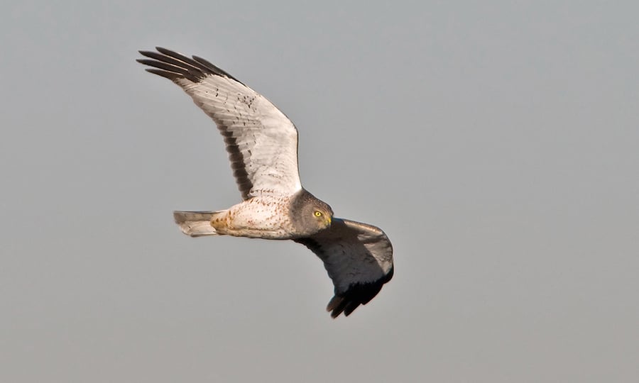 A northern harrier soars below a grey ski with its wings outstretched.