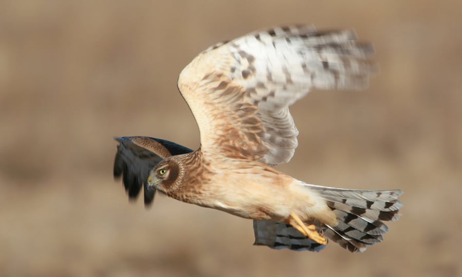 A northern harrier in flight.