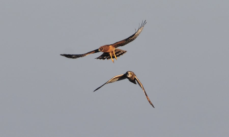 A northern harrier and a short-eared owl fly next to each other while hunting.