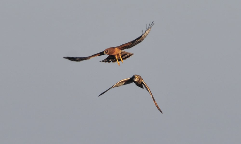 noha-and-short-eared-owl-1000x600