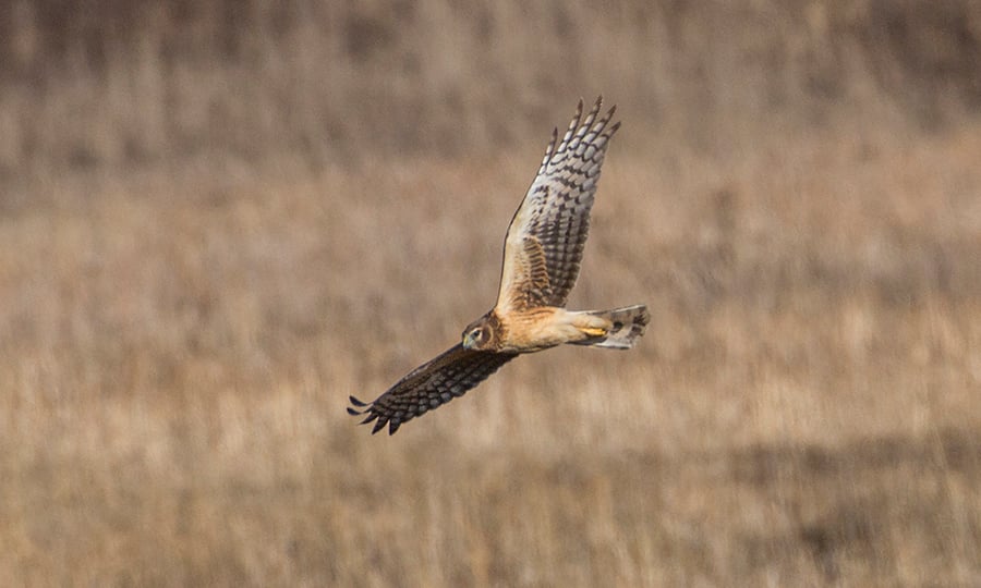 A northern harrier soars near the ground, searching for food.