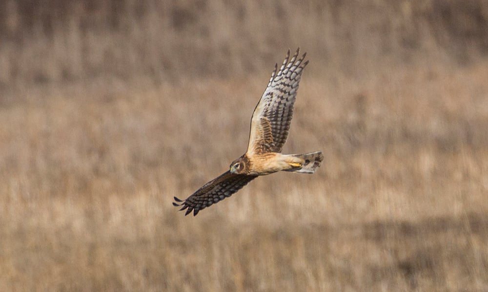 northern-harrier-1000x600