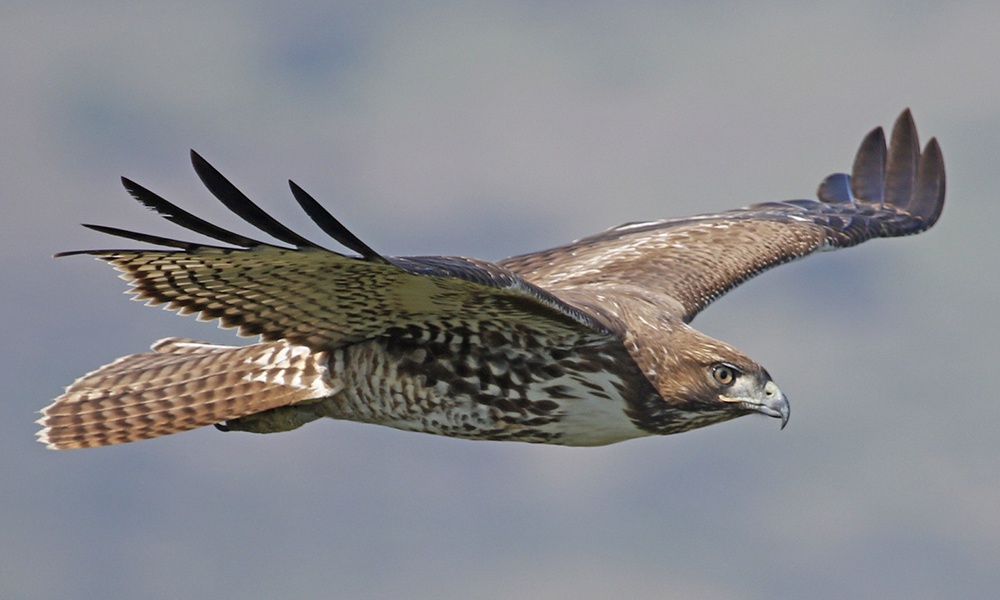 red-tailed-hawk-DonnaPomeroy