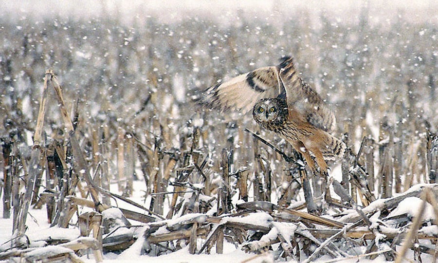 A short-eared owl takes flight from a field during a snowstorm.