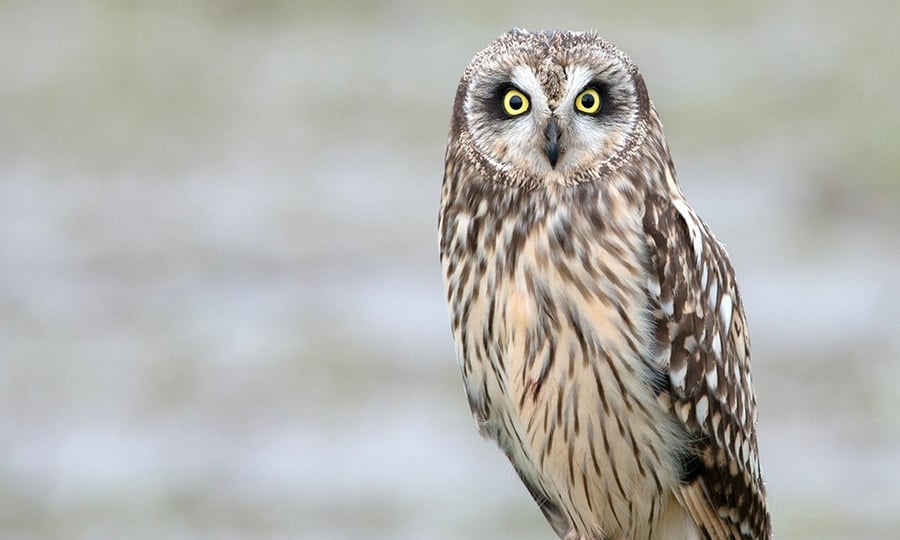 A short-eared owl stares at the camera with its yellow eyes.