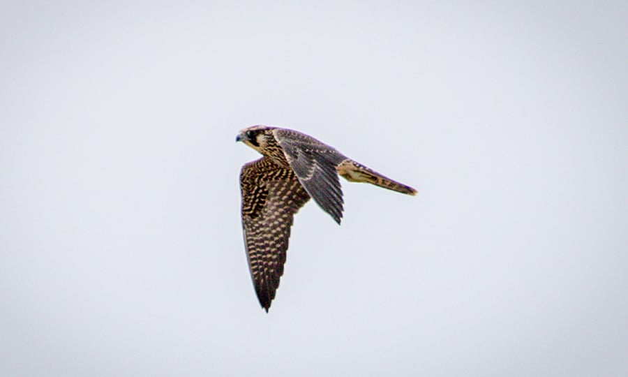 A young peregrine falcon soars through a grey sky.