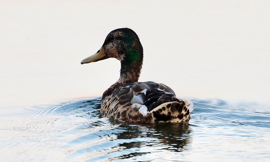 A male mallard in its brown camouflage. 