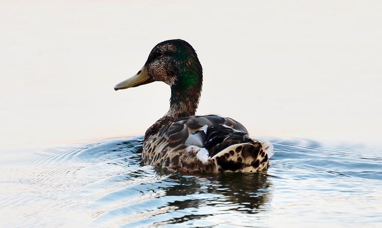 Mallard-Drake-Eclipse-Copyright Boland