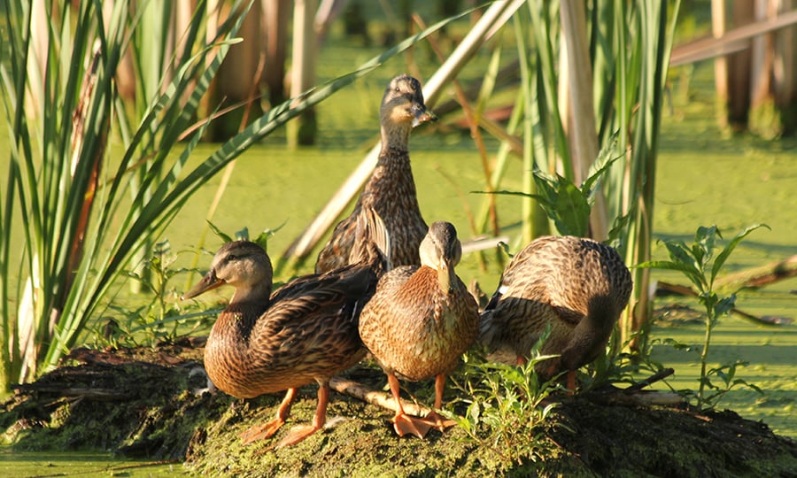 Four mallards stand on mud in a wetland.