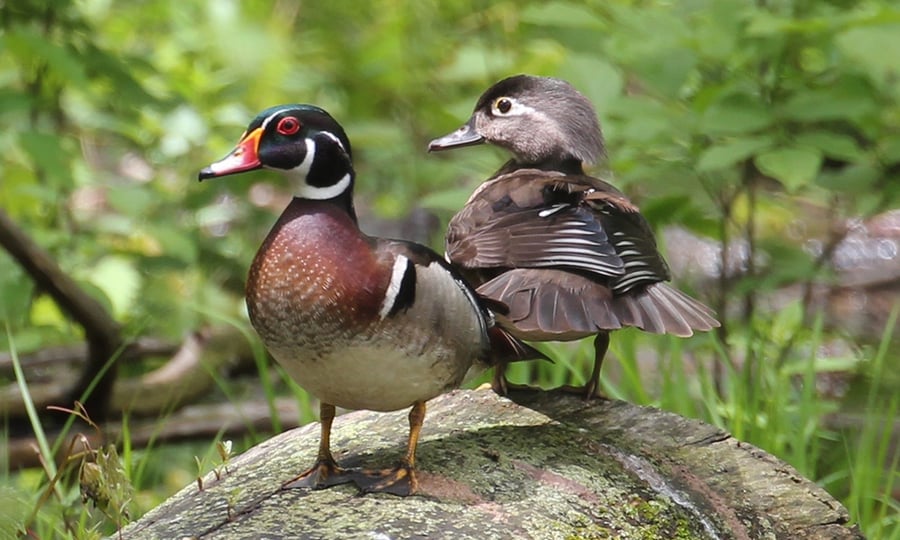 A male and female wood duck stand atop a log.