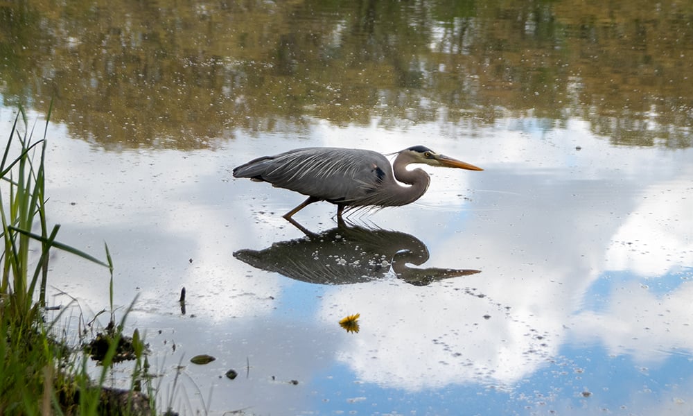 great-blue-heron-1000x600-IMG-5496