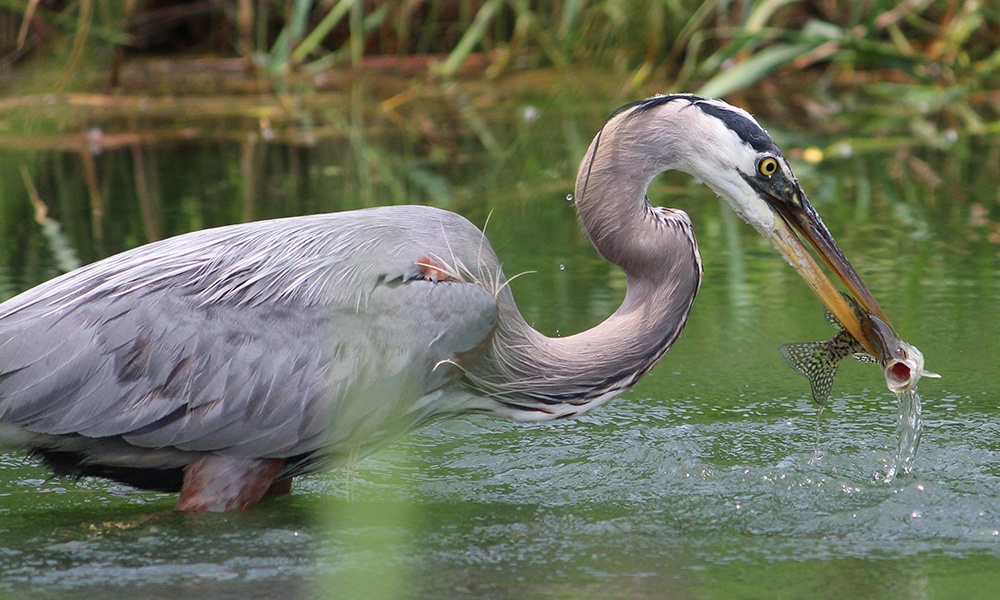 great-blue-heron