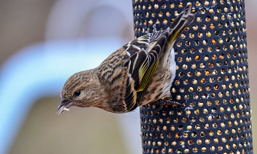 A small brown pine siskin eats at a cylindrical bird feeder.