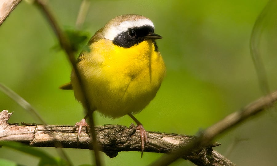 The common yellowthroat, a songbird, is perched on a branch.