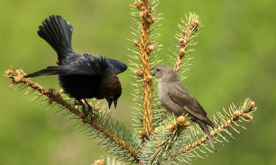 A dark brown male cowbird and a lighter female perch atop a pine tree.