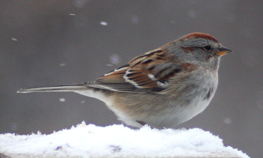 A small bird with thick feathers stands on a snow pile.