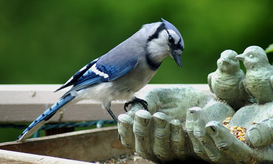 A blue jay eats at a bird feeder shaped like human hands.