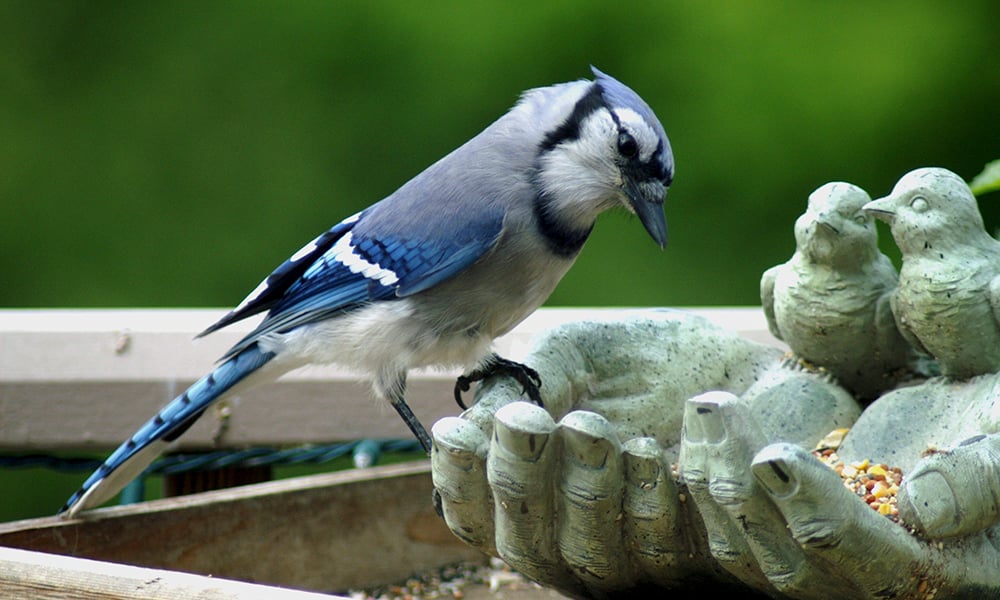 blue-jay-feeder